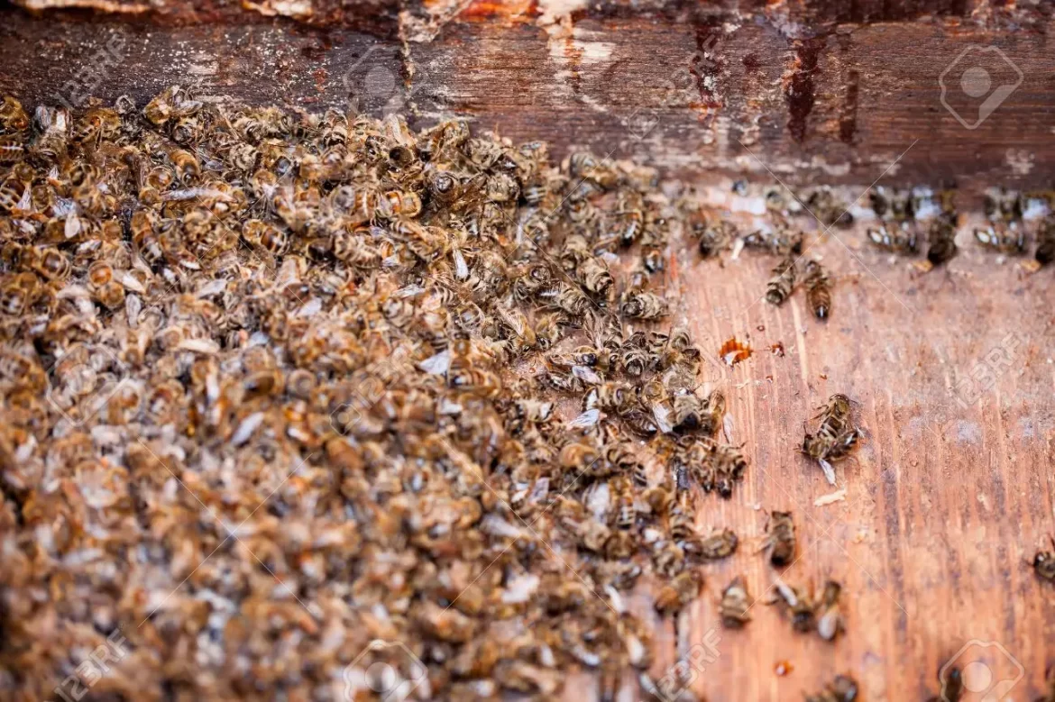 Abejas