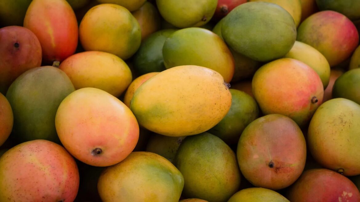 Mango