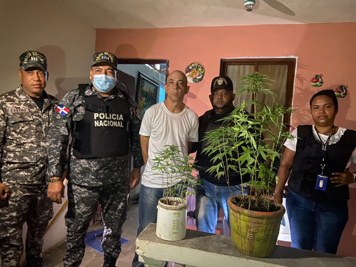 Marihuana