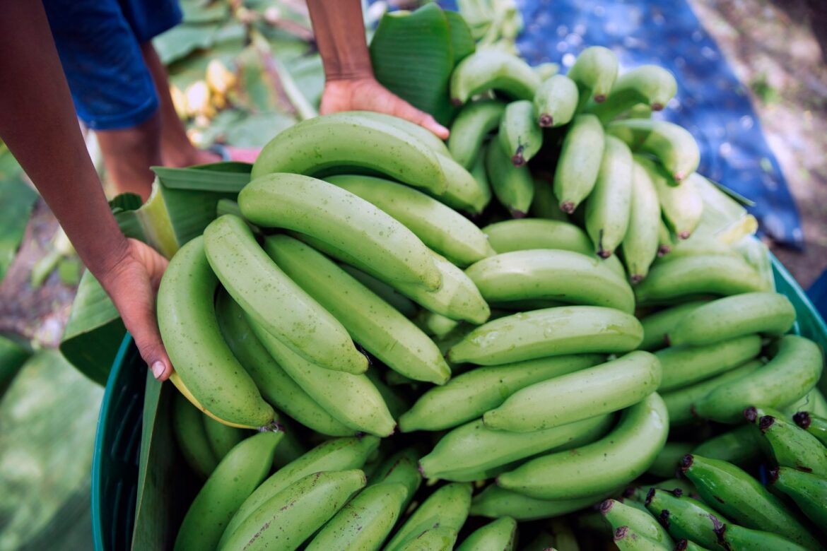 Banano Montecristi
