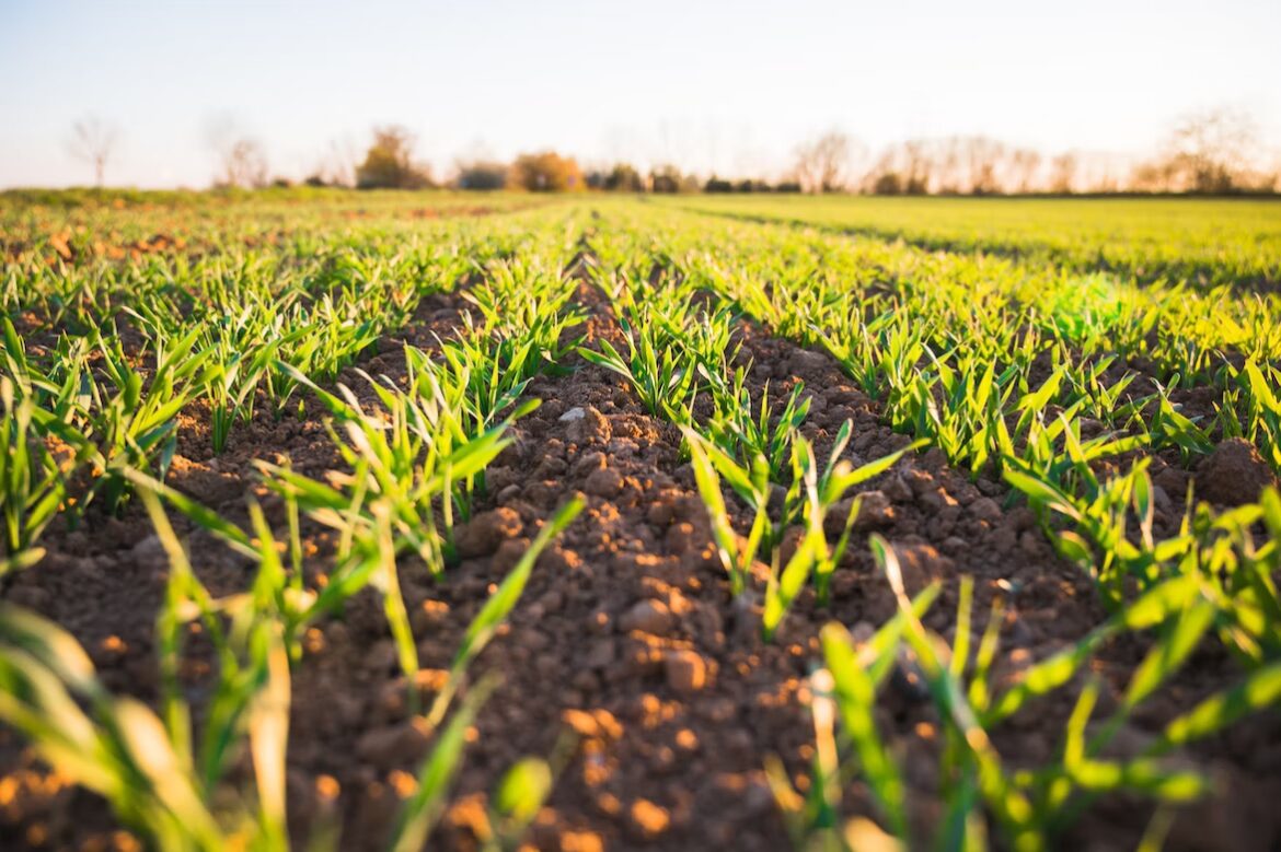 La agricultura es el quinto generador de empleo del Cibao