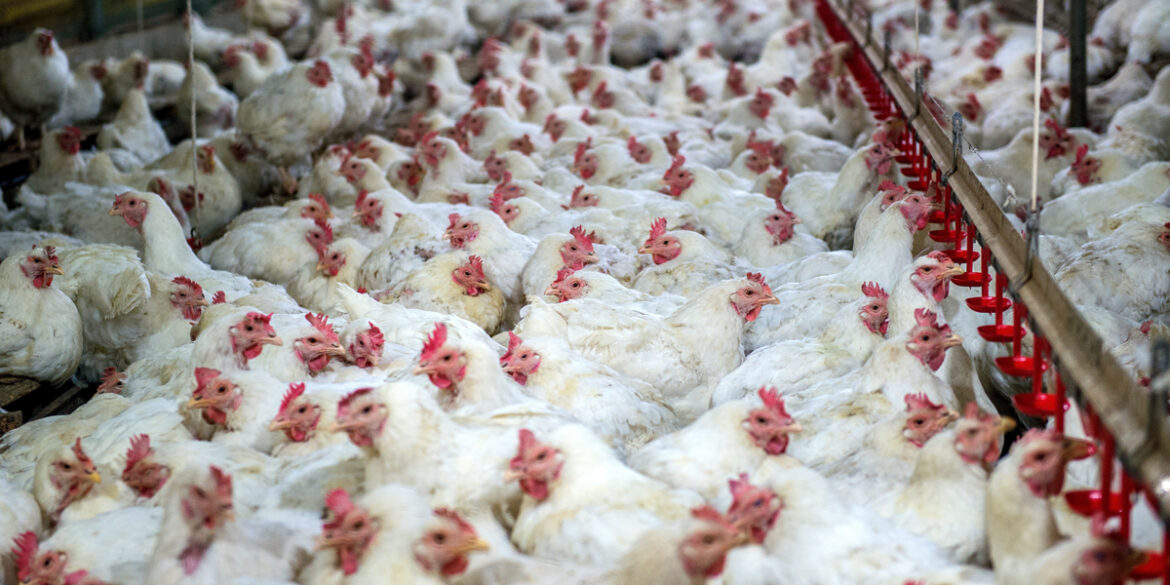 Advierten pollo podría subir a RD$150 la libra
