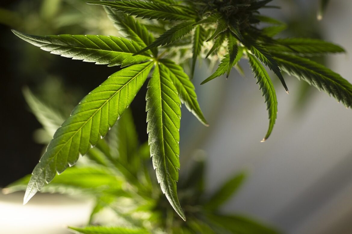 Alemania avanza en aprobar "legalización controlada” de cannabis