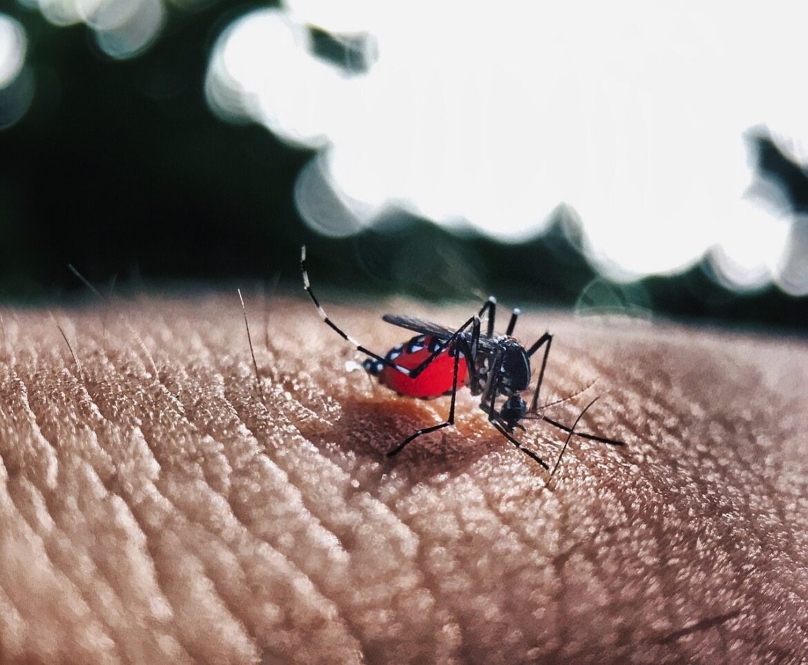 Salud Pública refuerza campaña contra el dengue