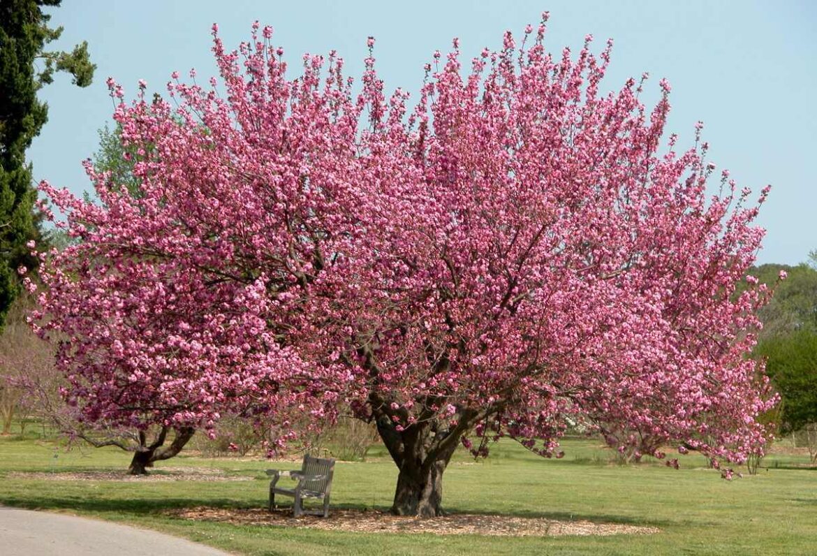 El ábol de cerezo, res un emblema para la cultura Japonesa