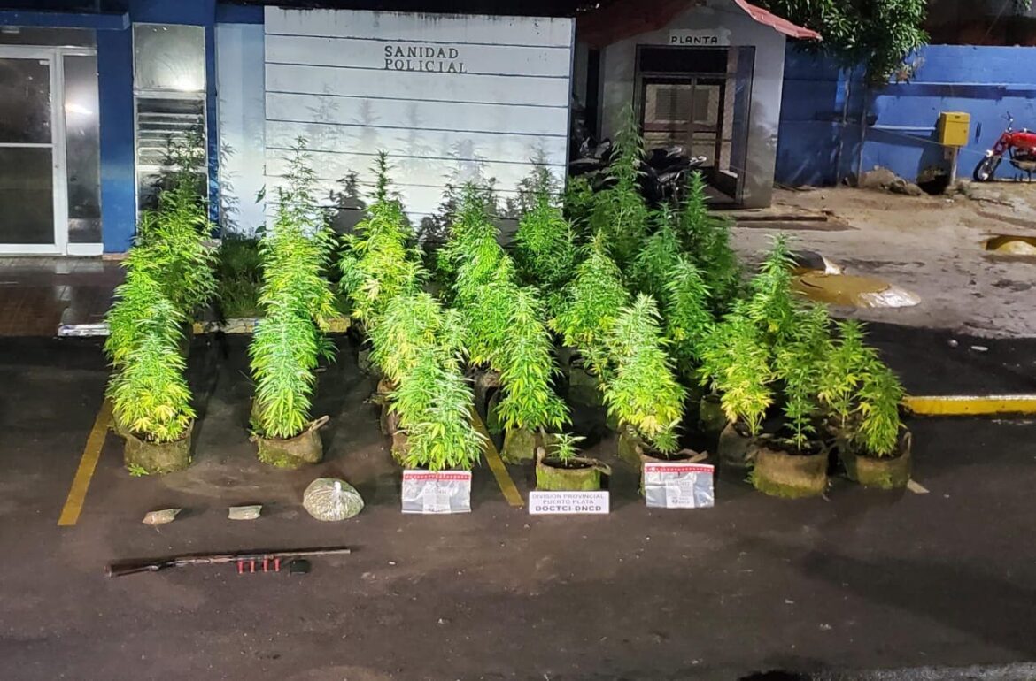 Hombre tenía 47 plantas de marihuana en su azotea