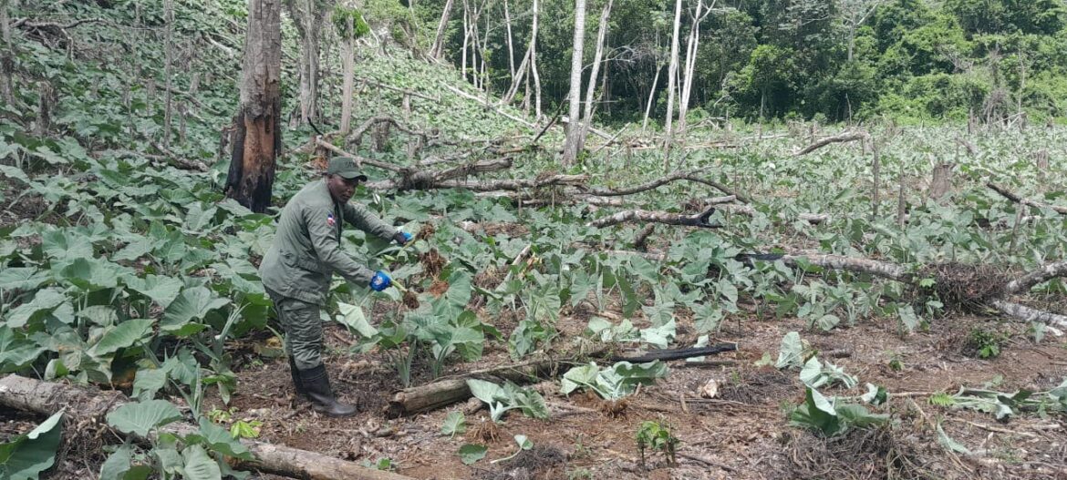 Arrestan 287 personas por depredación en Los Haitises