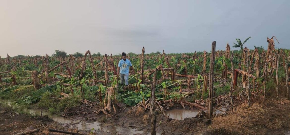 Ventarrón causa daños en la Línea Noroeste