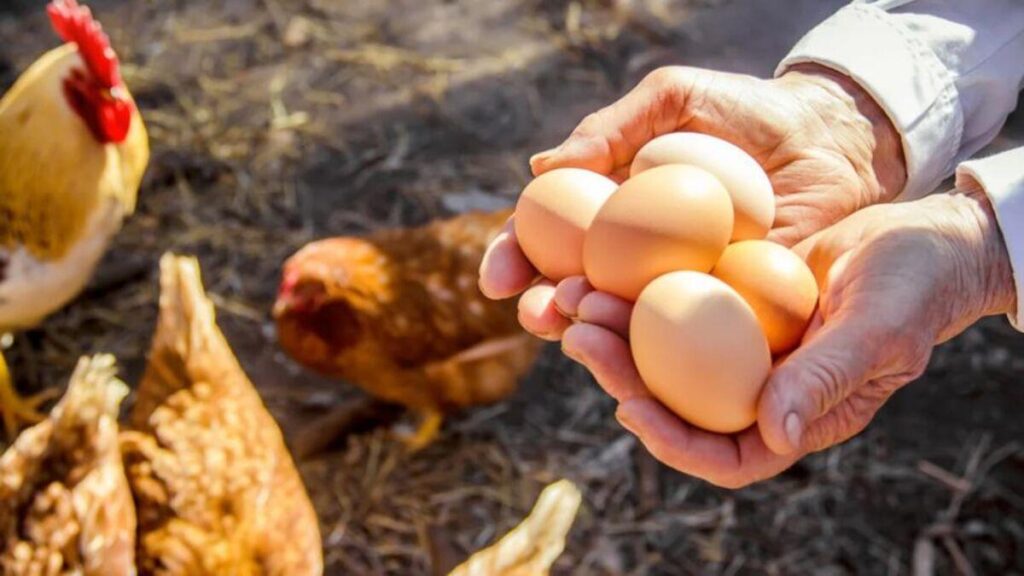 ¿Por qué los huevos marrones cuestan más que los blancos?