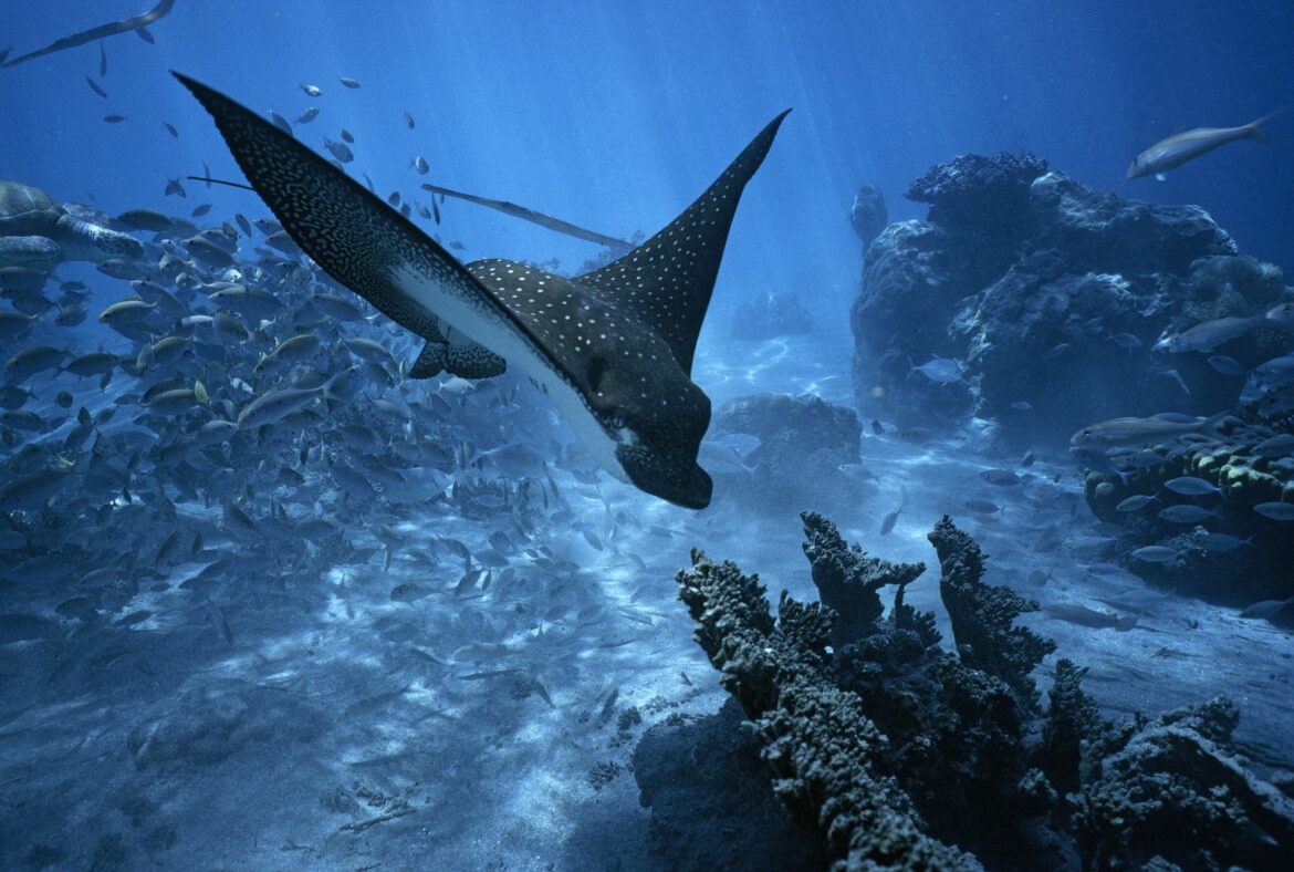 Día Mundial de los Océanos: cuáles son las alarmas sobre su estado