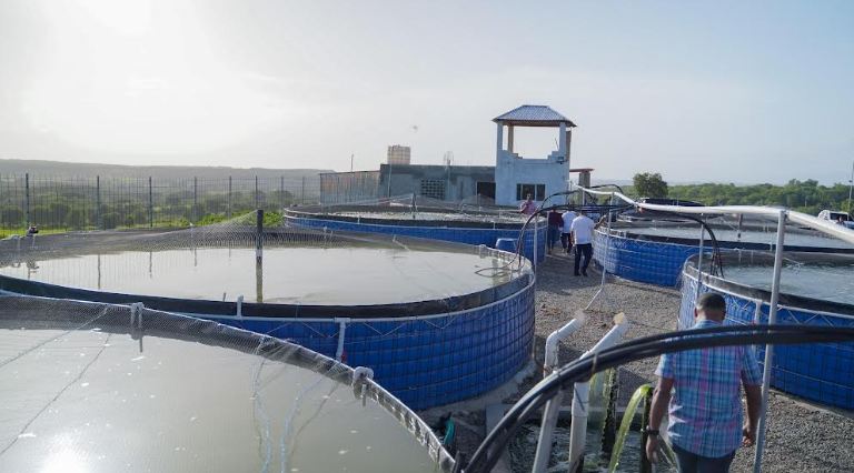 Producción de tilapia en RD alcanza cifras récord