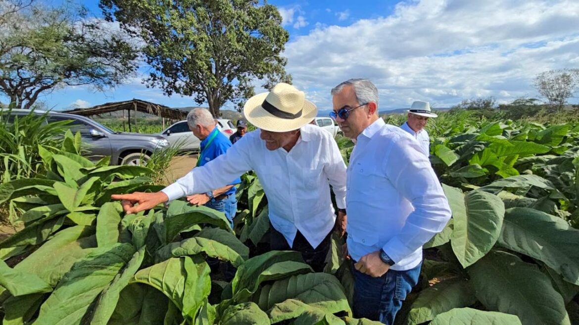Tabaco dominicano sigue en expansión