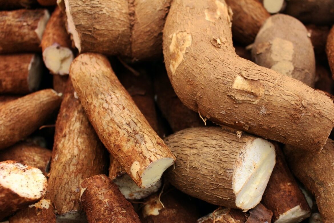 RD apuesta al procesamiento industrial de la yuca para expandir exportaciones