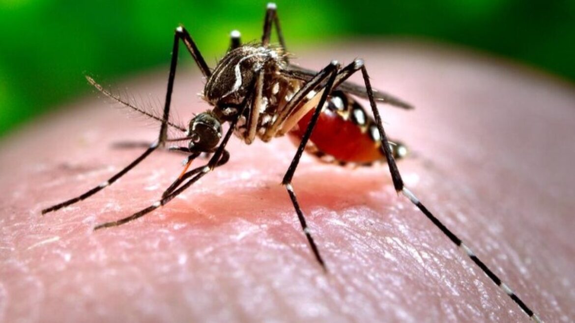 La alerta ya es oficial. La Sociedad Dominicana de Infectología (SDI) confirmó que el brote de chikungunya.