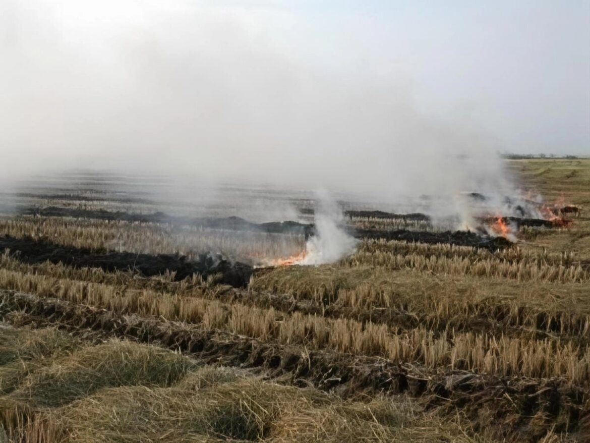 Humareda sobre campos de arroz en La Vega por quema de paja agrícola