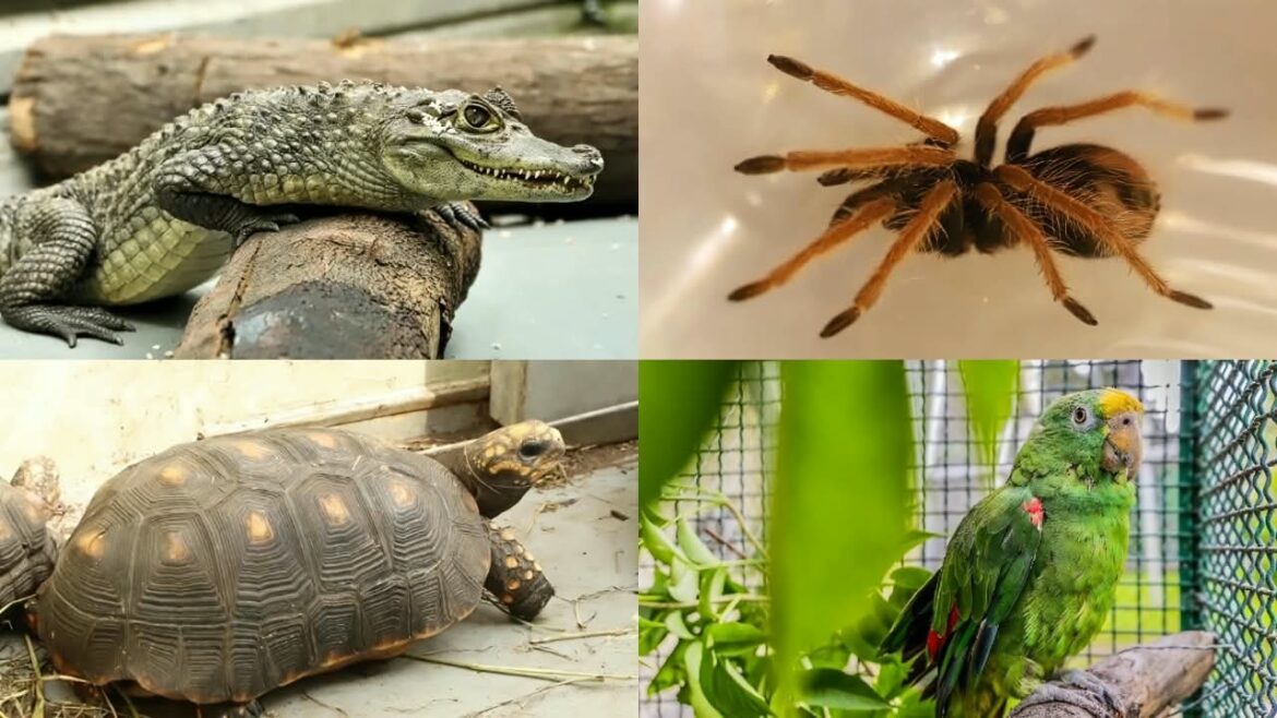 Tráfico ilegal de especies en redes sociales con animales en venta
